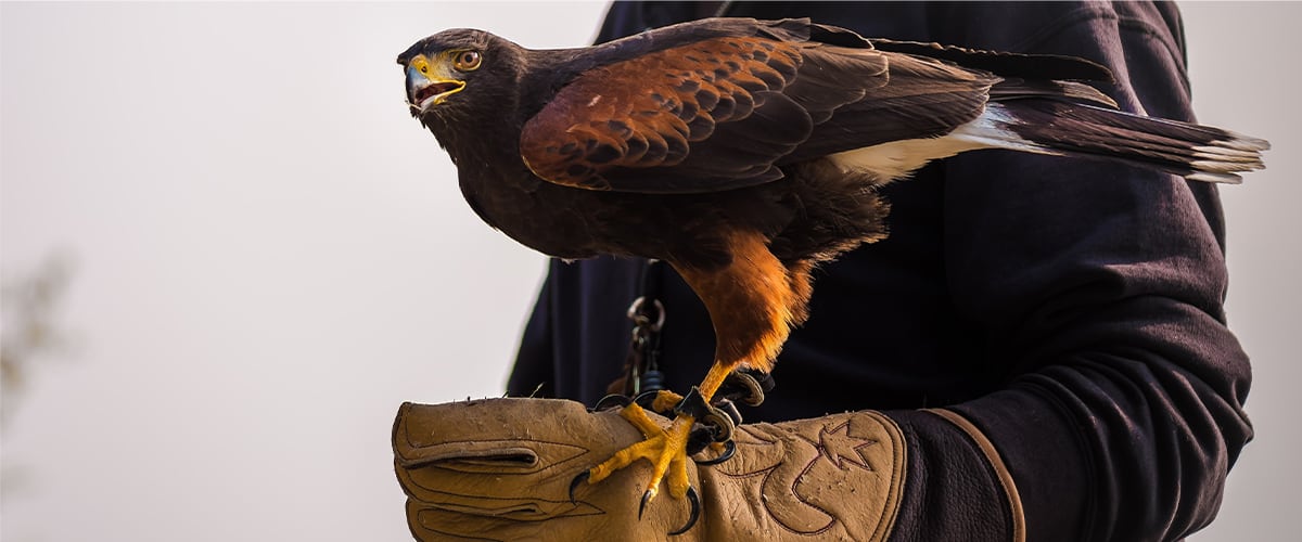 Falke auf der Hand